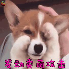 柯基GIF女生图_柯基表情_柯基GIF动图-SOO来图动态表情大姨妈包图片