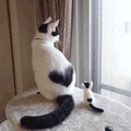 沙雕猫 猫咪 猫 可爱猫 猫表情包 猫咪表情包 小猫
