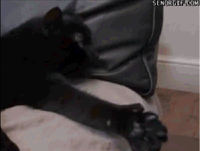 大黑猫 猫爪 动态 睡觉