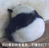 熊猫 生气 不理人 你们看到我老师笑不理你们了