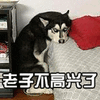狗 汪星人 老子不高兴了 伤心