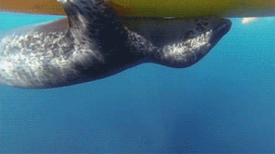皮划艇  动物  海洋  海豹