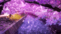 樱花 紫色 花海 河流