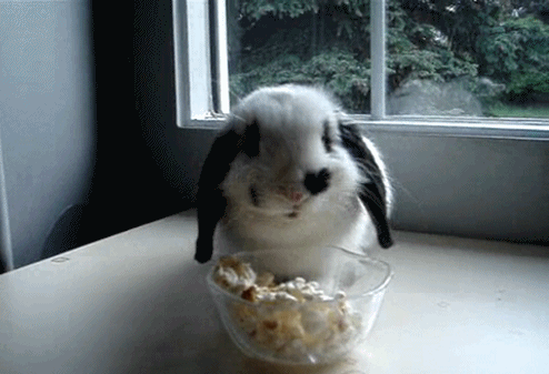 兔子 可爱 爆米花 搞笑