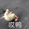 萌宠 鸭子 哎呀 摔倒 呆萌 可爱