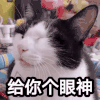 文字表情包 喵星人 萌宠 可爱 鬼畜