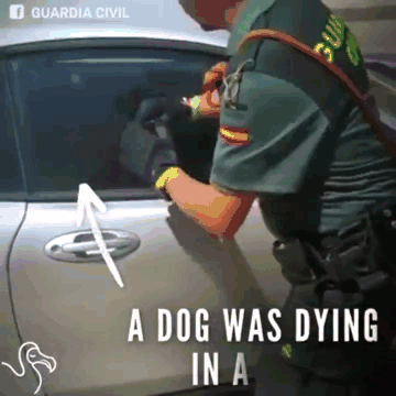 警察 打破车窗 大热天 狗狗
