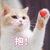 萌宠 喵星人 抱 求抱抱 呆萌 可爱