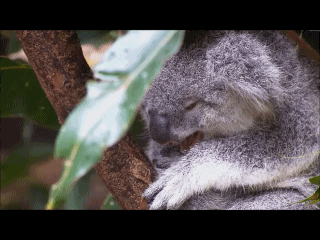 考拉 打哈欠 萌萌哒 睡 koala