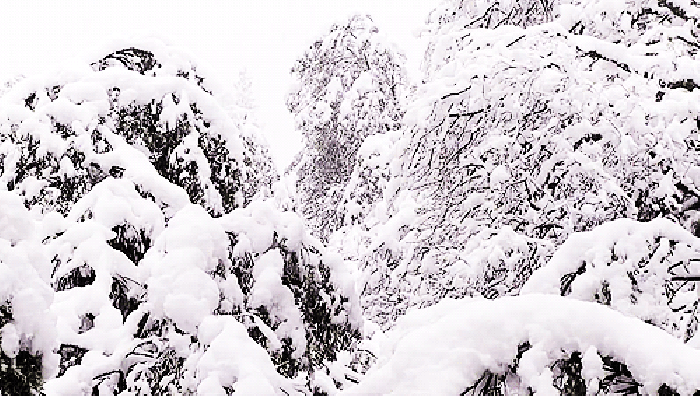 景色 下雪 白色 树林