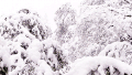 景色 下雪 白色 树林