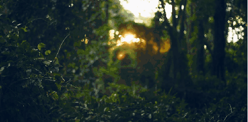 Paul&Wex 光线 塞舌尔群岛 森林 纪录片 阳光 风景