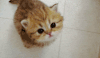 小猫咪 张望 可爱 乖巧