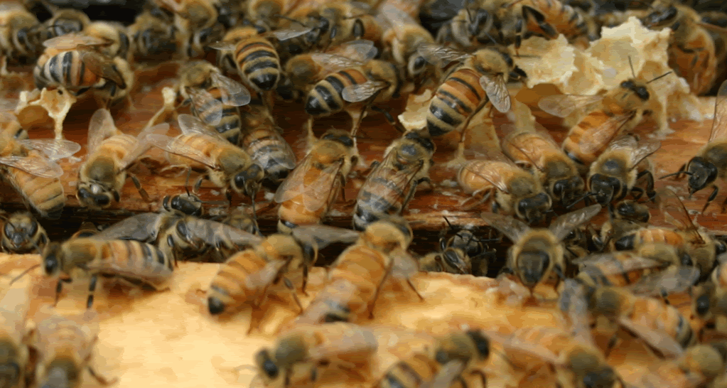 蜜蜂 蜂蜜 甜心 蜂巢