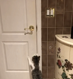 猫咪 开门 白色的门 把手 跳起来