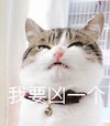 萌宠 喵星人 我要凶一个 看我发火了 可爱 呆萌