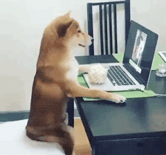 狗狗 玩电脑 欢乐 吃东西