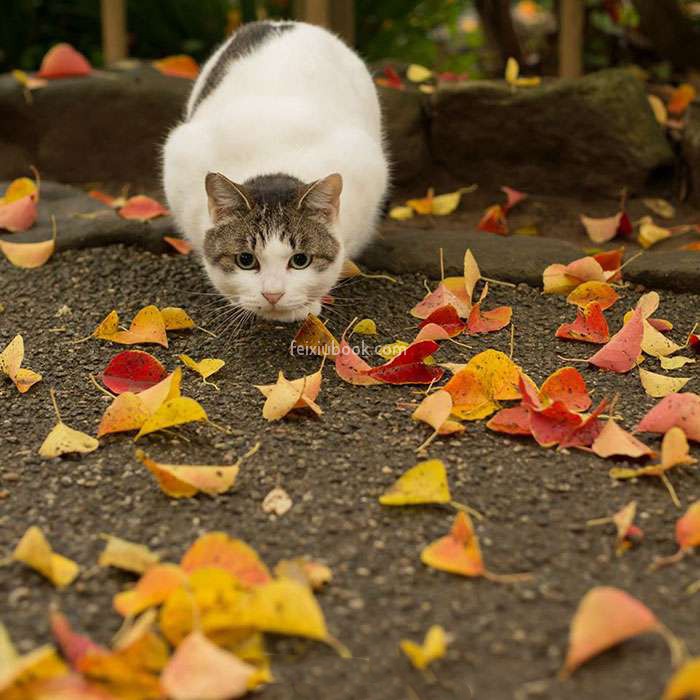 猫咪 警惕 呆萌 落叶