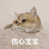 萌宠 猫星人 伤心宝宝 难受 搞怪 逗