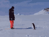 企鹅 penguin