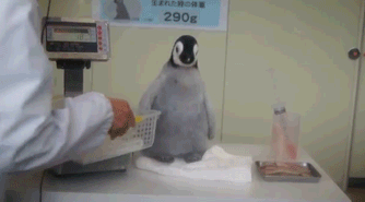 企鹅 蹬腿 萌翻了 抱