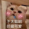 萌宠 猫星人 不太聪明 但很可爱 呆萌 可爱