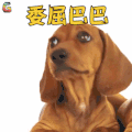 萌宠 狗 委屈巴巴 伤心 soogif soogif出品