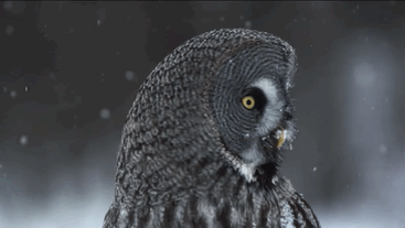 猫头鹰 雪花 转头 GIF 灰色 owl