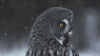 猫头鹰 雪花 转头 GIF 灰色 owl