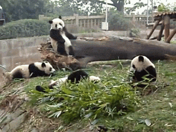 熊猫 滚动 萌化了 天然呆 动物 panda