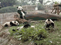 熊猫 滚动 萌化了 天然呆 动物 panda