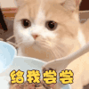萌宠 猫星人 给我尝尝 我想吃 搞怪 逗