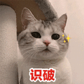 识破 猫