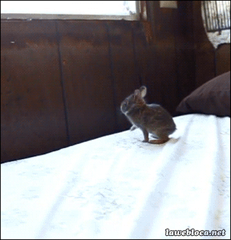 兔子 蹦跶 跳跃 搞笑