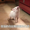 萌宠 小猪 倔强的扬起我高傲的头颅 哼 呆萌 可爱