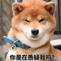 质疑 柴犬 狗