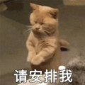 安排 猫