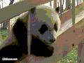 熊猫 培训 福宫 可爱