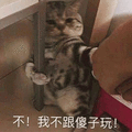 猫 傻子 拒绝