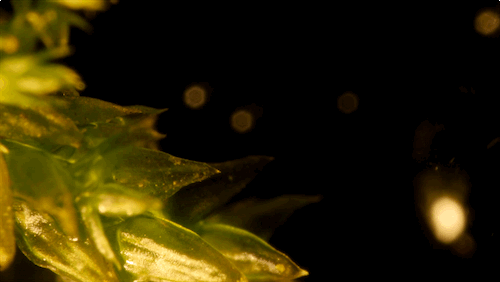 S 凯特摩丝 苔藓 进化 科学的 兰迪莫斯 KQED 干旱 PBS数码工作室 汤姆苔藓 轮虫 苔藓植物 种子的脱水耐性