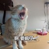 萌宠 猫星人 啊我要疯了 崩溃 呆萌 可爱