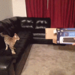 猫咪 跳跃 尴尬 搞笑
