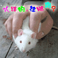 图片 动图 老鼠 手
