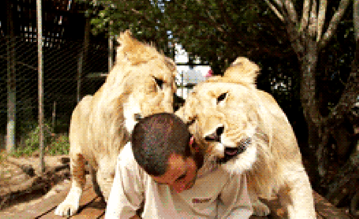 狮子 友好 大型猫科动物