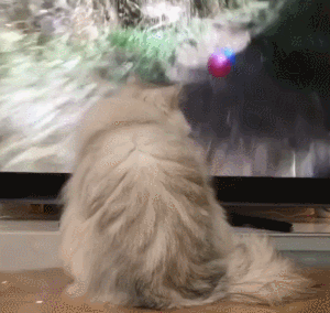 猫咪 看电视 搞笑 可爱 气球