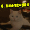 soogif soogif出品 哼 你的小可爱不想理你 猫 可爱 萌