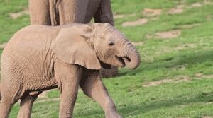 大象 elephant 动物园 大自然