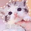 沙雕猫 猫咪 猫 可爱猫 猫表情包 猫咪表情包 小猫
