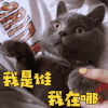 萌宠 猫 我是谁我在哪 蒙圈 soogif soogif出品