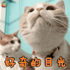萌宠 猫 苏格兰折耳立耳 好奇的目光 卖萌 soogif soogif出品 好奇